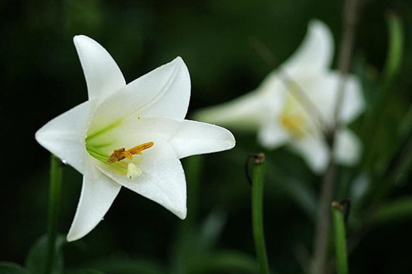 麝香百合的养殖方法和注意事项(麝香百合如何种植)