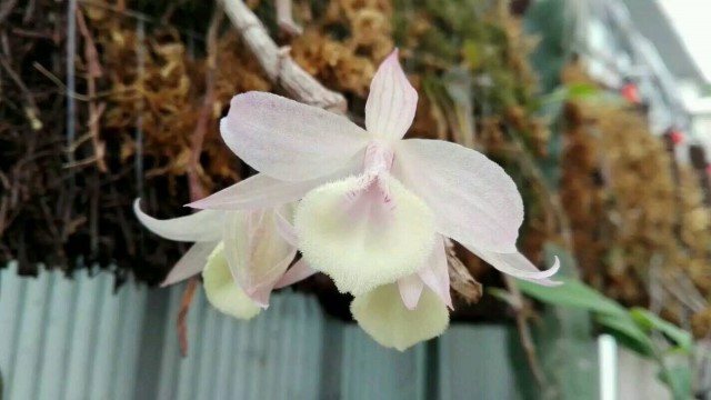 石斛怎么养(黑毛石斛怎么养)