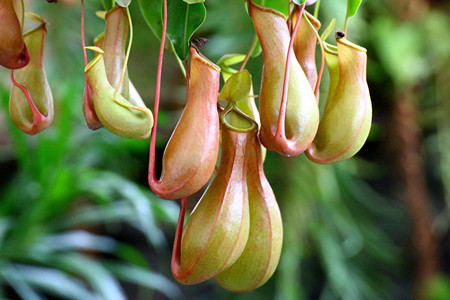 猪笼草的特点有几个方面