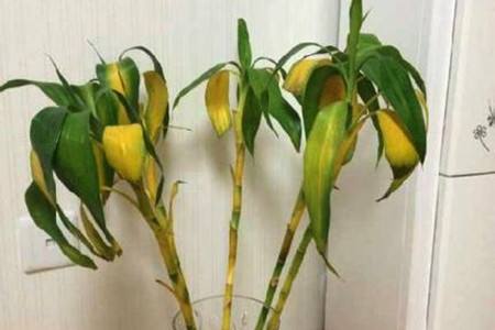 水养富贵竹变黄了还能恢复吗