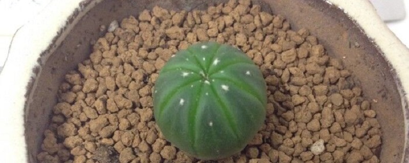 星兜的养殖方法(星兜的养殖方法和注意事项)