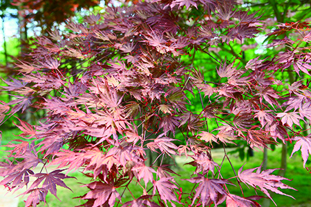 景观树都有哪些