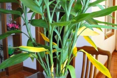 水养富贵竹变黄了还能恢复吗