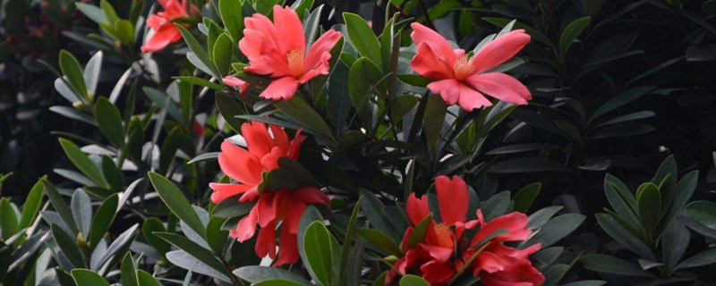 杜鹃红山茶北方怎么养(杜鹃红山茶北方怎么养视频)