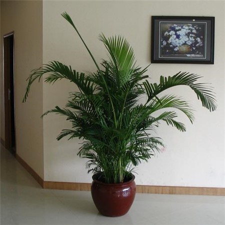 散尾葵分株繁殖和注意事项(散尾葵如何繁殖)