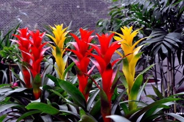 温室栽培很复杂养个观赏凤梨还不是很简单的事情！(凤梨适合多少温度生长)