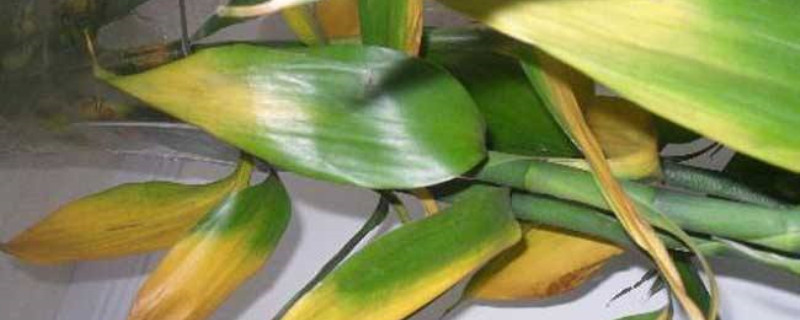 水养富贵竹发黄怎么办黄叶枯萎的原因及补救办法(水养富贵竹变黄了还能恢复吗)