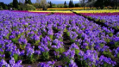 金鱼草疯长怎么办