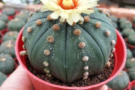 星兜的养殖方法和注意事项