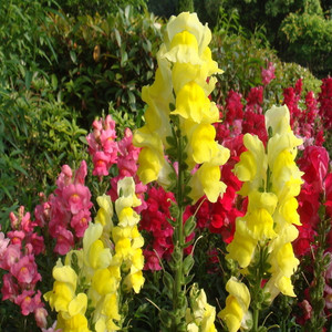 金鱼草疯长怎么办