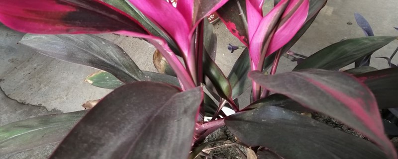 朱蕉的养殖方法(朱蕉的养殖方法和注意事项绿叶)