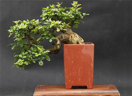 黄栌盆景怎么修剪好看