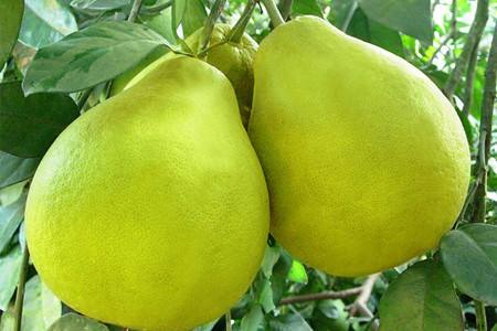 长寿沙田柚种在什么地方