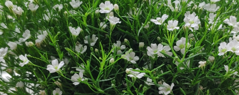 满天星花语满天星所有颜色的花语(满天星的各种颜色花语)