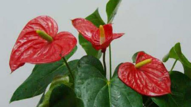 水培红掌不开花怎么办(水培红掌只长叶子不开花是什么原因)