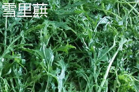 苦菜和雪里蕻是一种菜吗