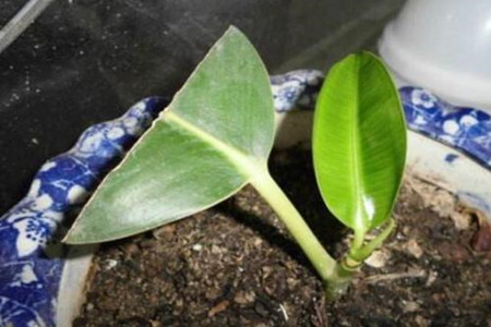 橡皮树叶子扦插过程图最好时间