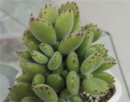 多肉的夏季休眠及其养护方法