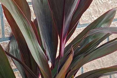 朱蕉的养殖方法和注意事项绿叶