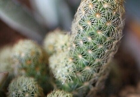 银手指的栽培技术