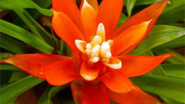 鸿运当头花不红怎么办(鸿运当头花花不红了有点枯萎怎了办)