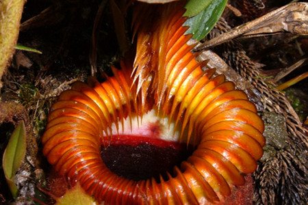 猪笼草的特点有几个方面