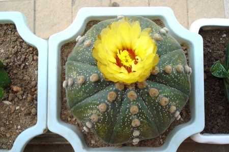 星兜的养殖方法和注意事项