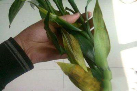 水养富贵竹变黄了还能恢复吗