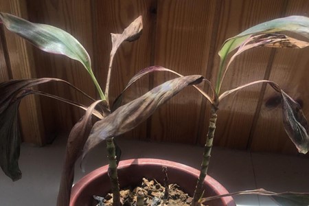 朱蕉的养殖方法和注意事项绿叶