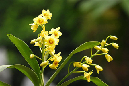 黑毛石斛怎么养