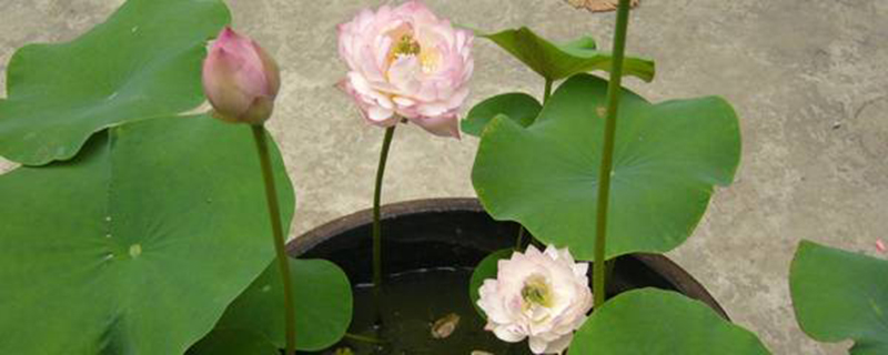 碗莲的种植方法(碗莲的种植方法水培需要泥吗?)