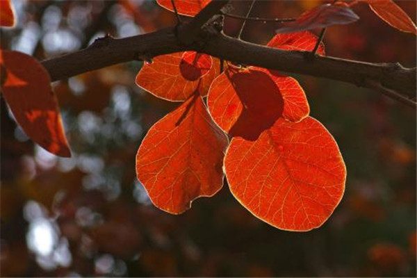 黄栌盆景怎么修剪(黄栌盆景怎么修剪好看)