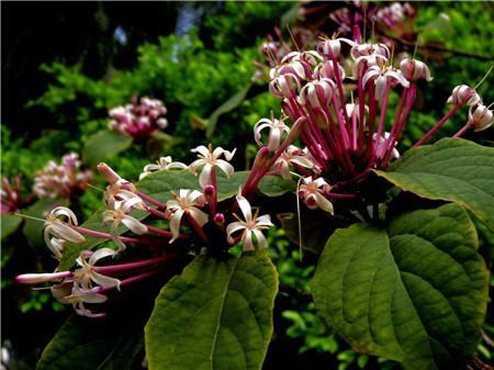 烟火树的功效与作用