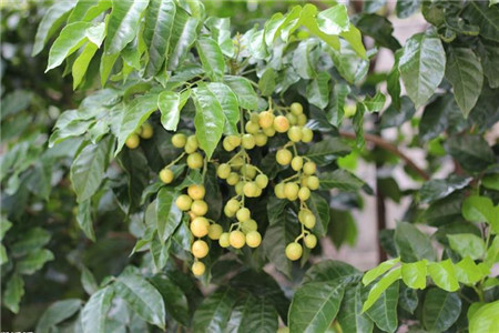 黄皮树苗怎么种才活