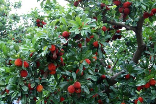 杨梅泡酒泡多久才能喝杨梅酒酒味重了怎么办(杨梅泡酒多久才能把杨梅取出)