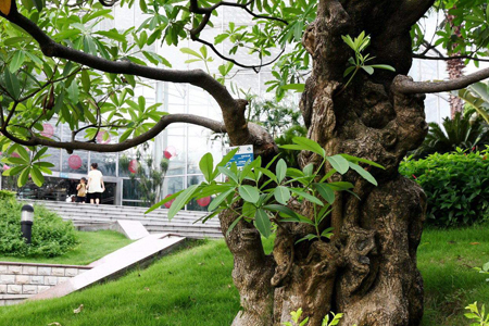 景观树都有哪些