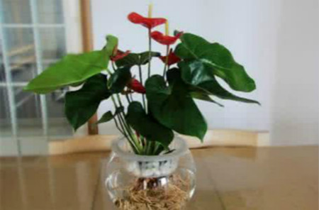 水培红掌只长叶子不开花是什么原因