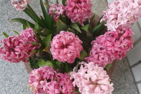 风信子该怎么种植