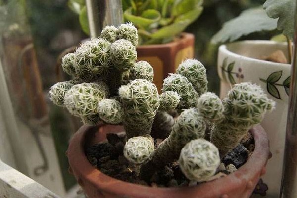 银手指的繁殖方法(银手指的栽培技术)