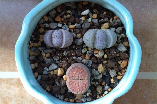 多肉的夏季休眠及其养护(多肉的夏季休眠及其养护方法)