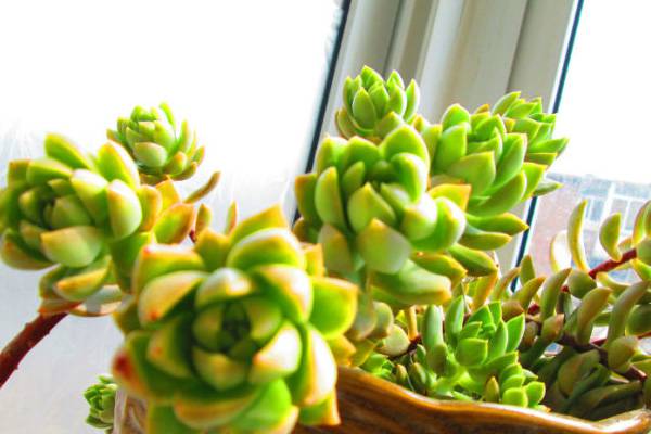 黄丽的砍头方法(黄丽修剪)