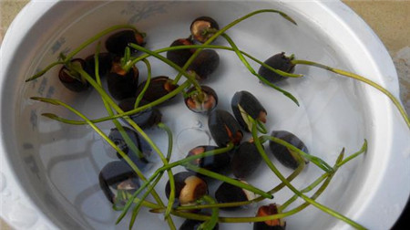 碗莲的种植方法水培需要泥吗?