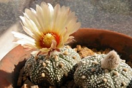 星兜的养殖方法和注意事项