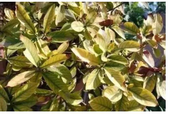 杜鹃花黑叶掉叶怎样处理杜鹃花落叶怎么办(杜鹃花黑叶子怎么回事)