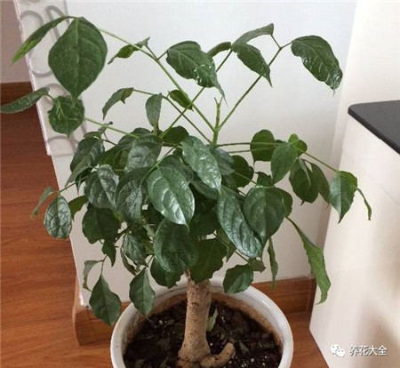 植物的风水作用