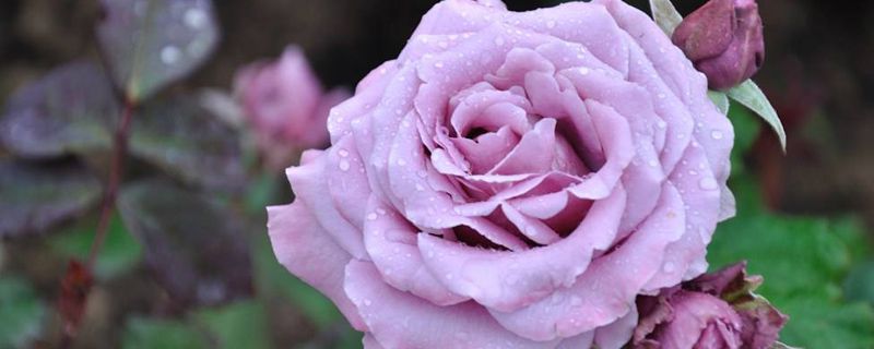 花期长的花有哪些(室内花期长的花有哪些)