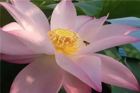 有条件就养盆荷花吧能赏花能吃果能喝茶全身是宝贝！(荷花能养吗)