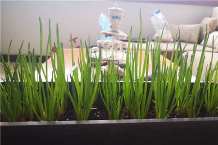 韭菜的功效与作用有哪些