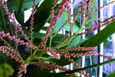 观音竹开花图片