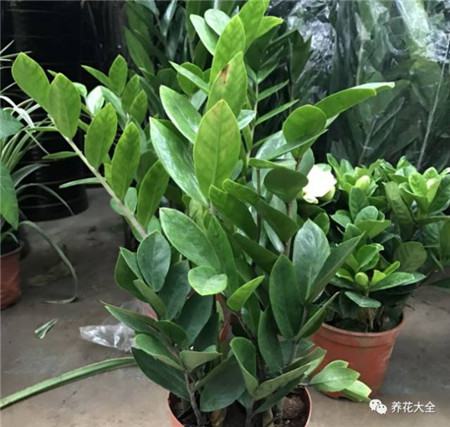 植物的风水作用